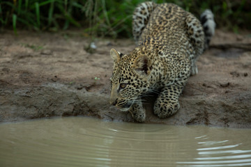 Leopard cub gingerly moving about and drinking water