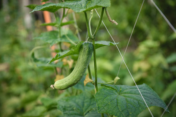 cucumber on a leaf