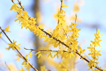 Spring blossom tree, yellow flowers, botanical garden