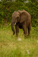 Fototapeta premium Wild african elephant close up, Botswana, Africa