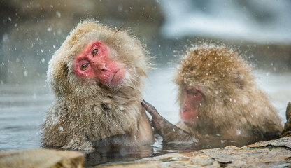 Japanese macaques in water of natural hot springs. Cleaning procedure.  The Japanese macaque ( Scientific name: Macaca fuscata), also known as the snow monkey.