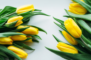 Beautiful fresh yellow tulips on white background. Top view.