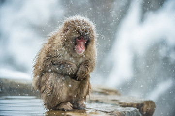 Japanese macaque on the stone. Natural hot springs in Winter season.  The Japanese macaque ( Scientific name: Macaca fuscata), also known as the snow monkey.