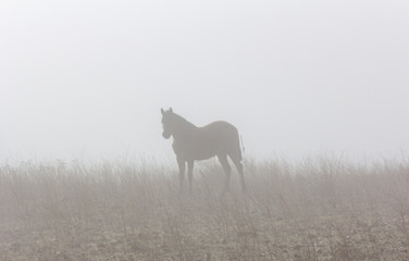 Naklejka na ściany i meble horses in the fog