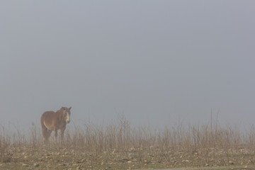horses in the fog