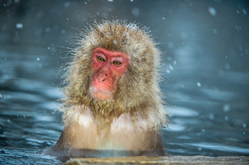 Naklejka premium The Japanese macaque at Jigokudani hotsprings. Japanese macaque,Scientific name: Macaca fuscata, also known as the snow monkey.