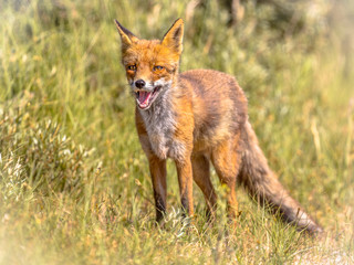 Red Fox in natural vegetation