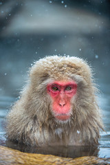 The Japanese macaque at Jigokudani hotsprings. Japanese macaque,Scientific name: Macaca fuscata, also known as the snow monkey.