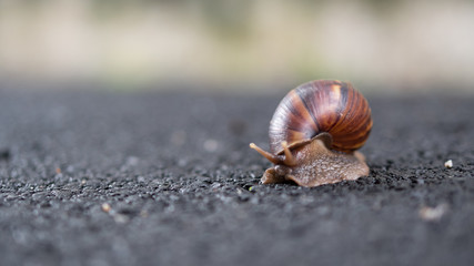 The front view of the snail is on a blurred background.