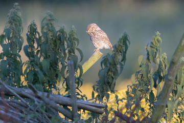 Ein freigestellter Steinkauz sitzt auf einem vorstehenden Ast in einem Holzstoss in der Abenddämmerung