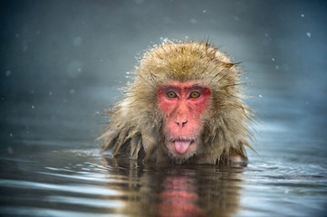 Fototapeta premium The Japanese macaque at Jigokudani hotsprings. Japanese macaque,Scientific name: Macaca fuscata, also known as the snow monkey.