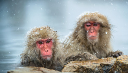 Naklejka premium The Japanese macaques at Jigokudani natural hotsprings. Japanese macaque, Scientific name: Macaca fuscata, also known as the snow monkey.