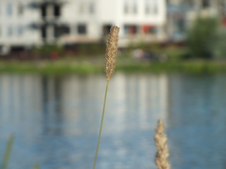 A dried stalk of a plant.