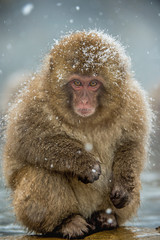Japanese macaque. Natural hot springs in Winter season.  The Japanese macaque ( Scientific name: Macaca fuscata), also known as the snow monkey.