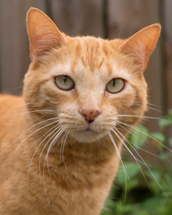 Portrait of Orange Tabby