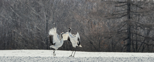 The red-crowned crane . Scientific name: Grus japonensis, also c