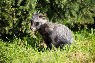 Ein sitzender Marderhund in der Seitenansicht am Waldrand