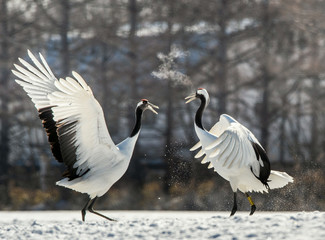 The red-crowned crane . Scientific name: Grus japonensis, also c