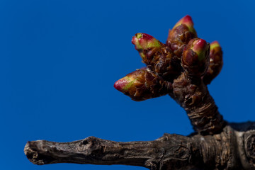 almond flowers blue  sky spring  season buds bees
