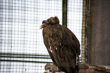 animal in captivity