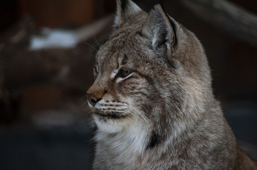 animal in captivity