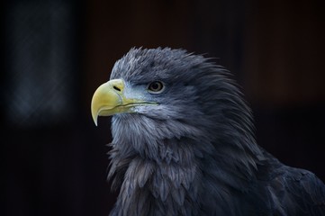 animal in captivity