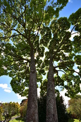Wide angle view of two tall trees with massive trunks and distant extensive treetops.