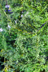 Green juniper twigs with needles, top view, soft blurry background