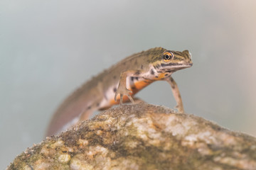 Ein freigestellter schwimmender Teichmolch unter Wasser in der Seitenansicht