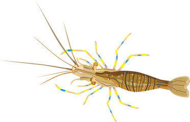 shrimp