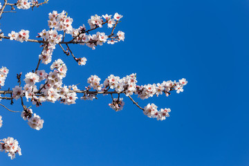 almond flowers blue  sky spring  season buds bees