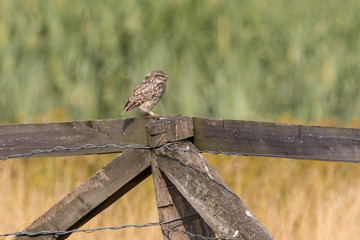 Ein freigestellter adulter Steinkauz sitzt auf einem Zaungatter in der Seitenansicht