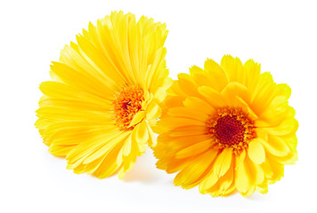 Marigold flower isolated