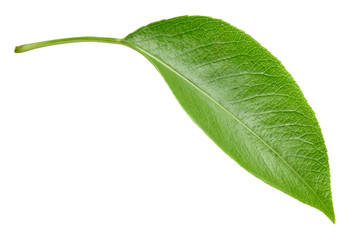 Obraz premium Pears leaves isolated on white