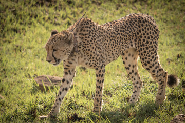 Cheetah Hunting