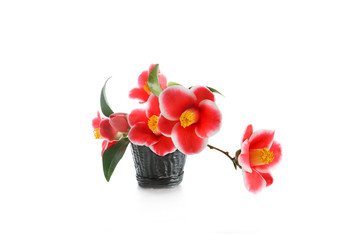 camellia flowers on a white background