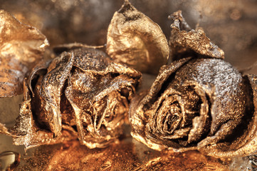 Abstract macro fine-art background with golden roses and water drops. Symbol of love, wealth, rich.