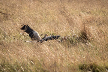 Secretary Bird