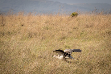 Secretary Bird