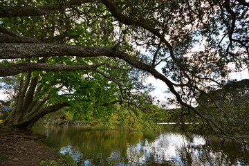 Fototapeta na wymiar Huge bent tree branches with bright green leaves reflecting on calm lake surface.