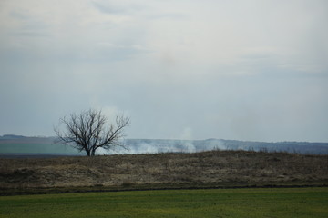 tree in the field