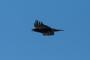 side view flying northern raven (corvus corax), blue sky, spread wings