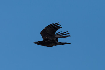 side view northern raven (corvus corax) in flight, blue sky, spread wings