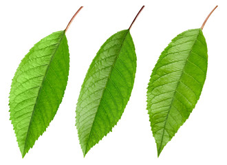 Cherry green leaf isolated