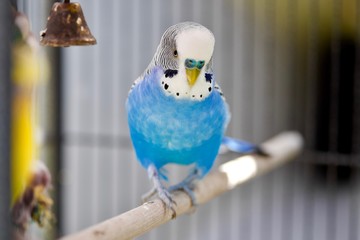 Blue Budgerigar