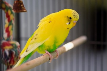 Yellow Budgerigar