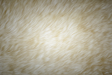 background and textured of real white cream wool sheep