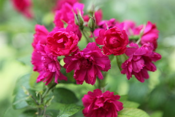 Close up of group of flowers