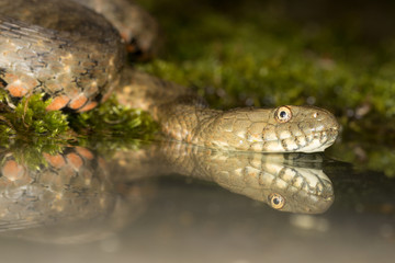 Spiegelung des Kopfes einer Würfelnatter im Wasser