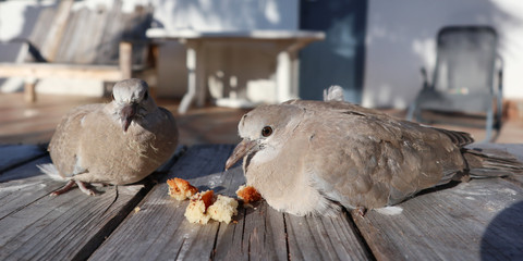 Turtle dove grey couple Streptopelia turtur